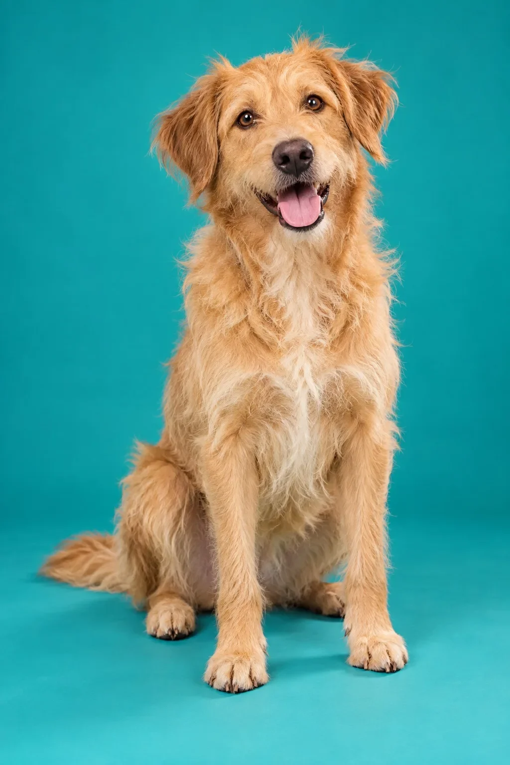 Illustrative animal, not available for adoption